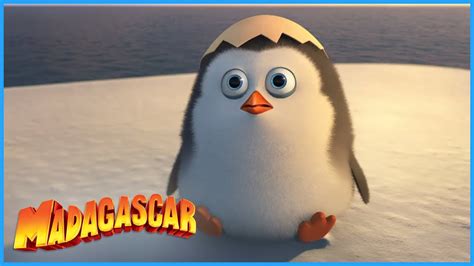 The Very Best of Private | DreamWorks Madagascar | Compilation | Penguin of Madagascar - YouTube