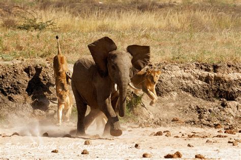 Narrow escape for young elephant - Africa Geographic