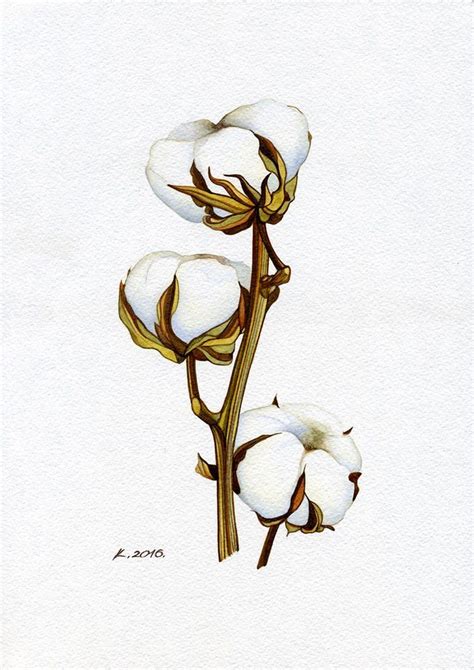 cotton boll | Producción artística, Plantillas de pintura, Flor de algodon