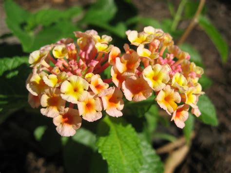 Green House, Good Life: Flora Focus: Lantana