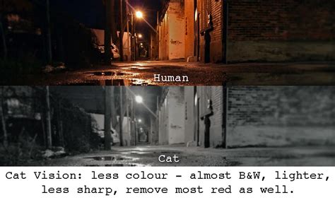 Do Dogs Or Cats See Better In The Dark