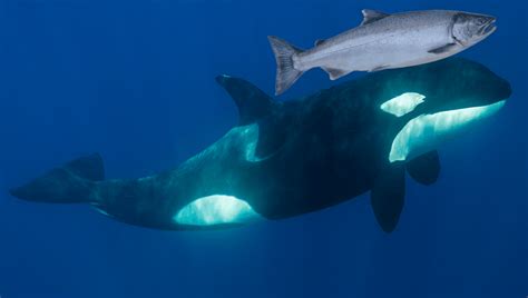 In 1987, Orcas Had A Fashion Of Wearing A Dead Salmon As A Hat | IFLScience