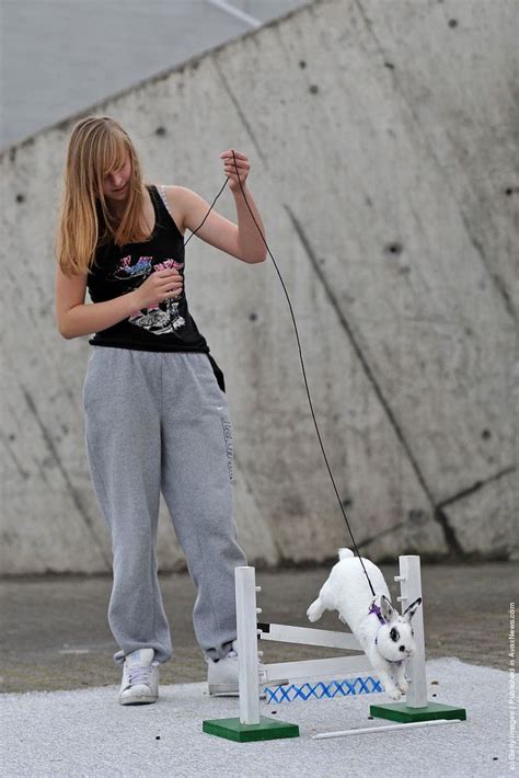 A rabbit jumps over a hurdle at an obstacle course during the first European rabbit hopping ...