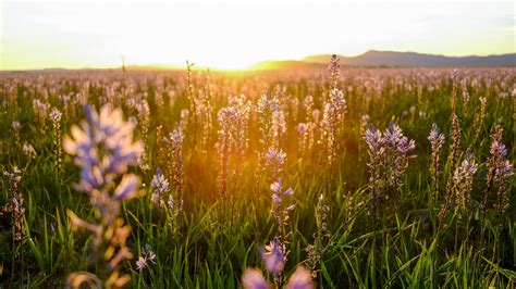 Discover Idaho's Wildflowers in Bloom: See our Guide