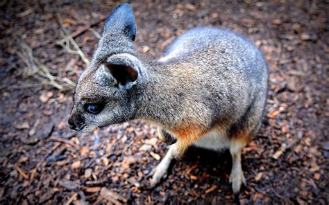 Moonlit Sanctuary Wildlife Conservation Park on the Mornington Peninsula. | European honeymoons ...