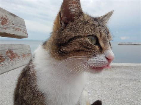 Why Do Cats “Blep”? A Veterinarian Explains - Cats.com