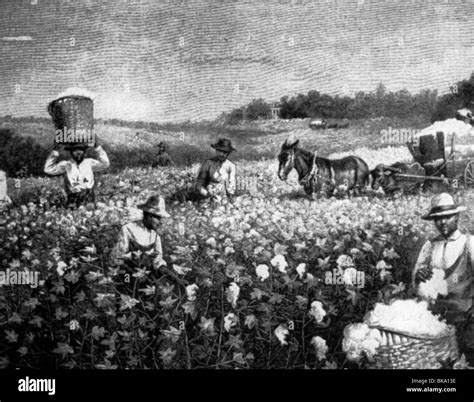 slavery, slave labour, slaves working on cotton field, USA, early 19th ...