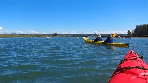 Elkhorn Slough Kayaking: An Aquatic Safari in Santa Cruz County