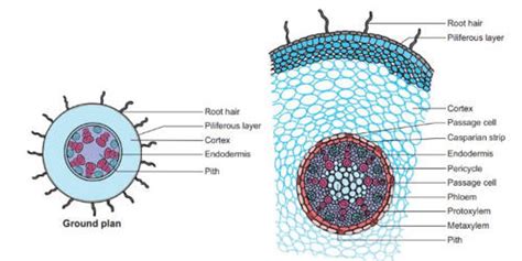 Difference between Endodermis and Pericycle - QS Study