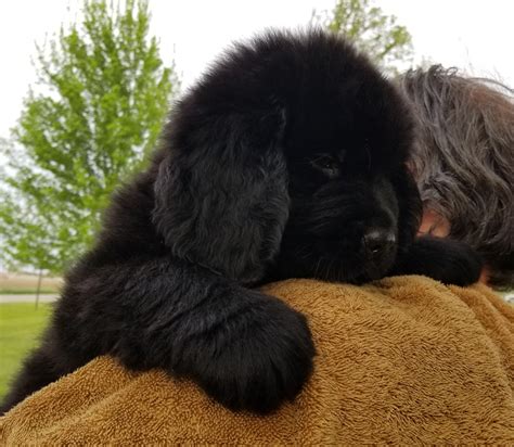 Newfoundland Dog Puppies For Sale | Jamestown, IN #276707