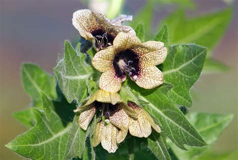 Henbane | Poisonous, Medicinal, Hallucinogenic | Britannica