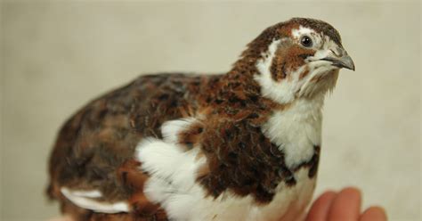 Colours of Coturnix Quail - A Celebration of these beautiful little birds | The Holistic Hen ...