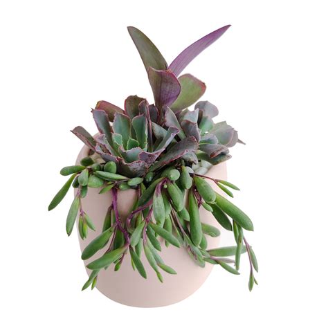 DIY Purple 4 inch Succulent Arrangement White or Pink Round Pot ...