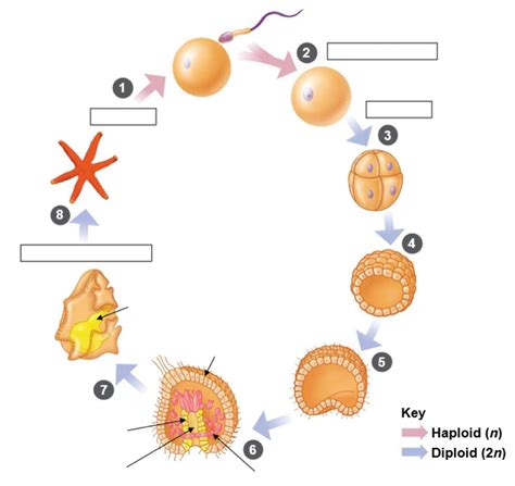 Life Cycle Starfish Diagram Printable Diagram Diagram Starfish | My XXX Hot Girl