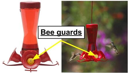 7 Ways to Keep Bees Off Hummingbird Feeders (2024) | Humming bird ...