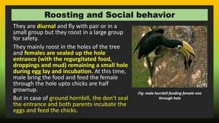 Details about Hornbill bird. | PPT