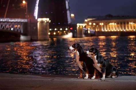 Everything you Need to know to Walk Dog at Night – KUOSER