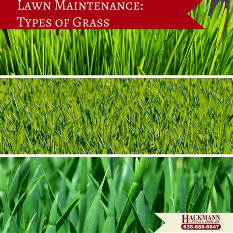 Lawn Maintenance: Types of Grass — Hackmann Lawn & Landscape