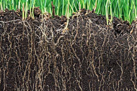 Soil cultivation: how to loosen soil - Plantura