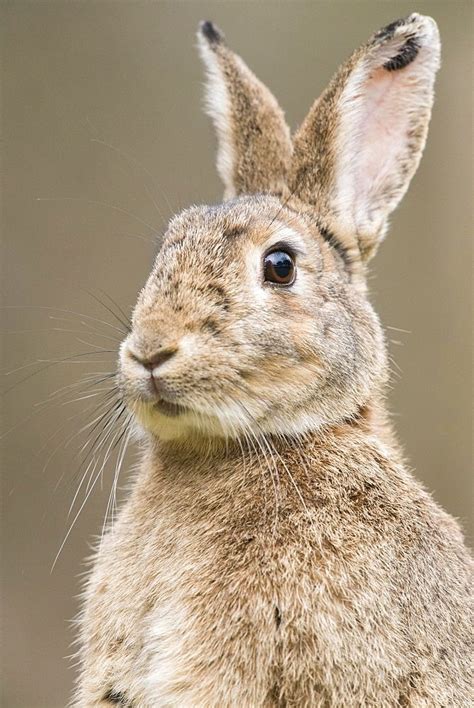 Rabbits in Their Natural Habitat | Rabbit habitat, Rabbit, Rabbit photos