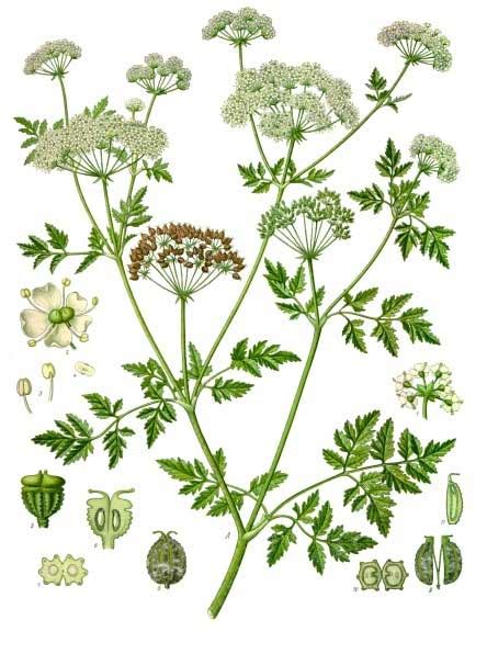 Poison Hemlock Can Be Dangerous to Humans and Animals