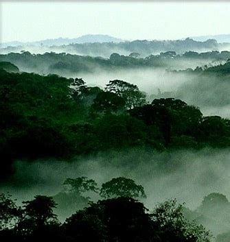 CONGO RAINFOREST - over 20 key facts