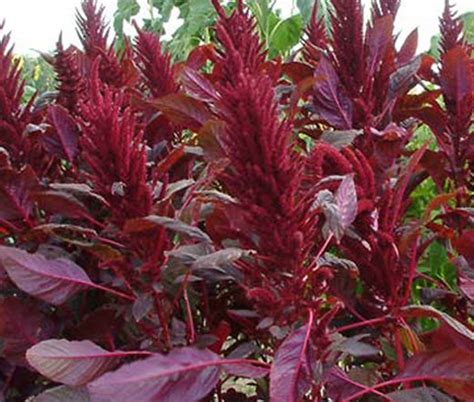 Amaranthus Red Spike Amaranthus Cruentus Seeds