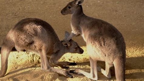 This Cute Video Shows Wild Kangaroo Stock Footage Video (100% Royalty ...