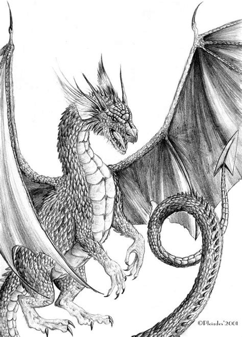 a pencil drawing of a dragon