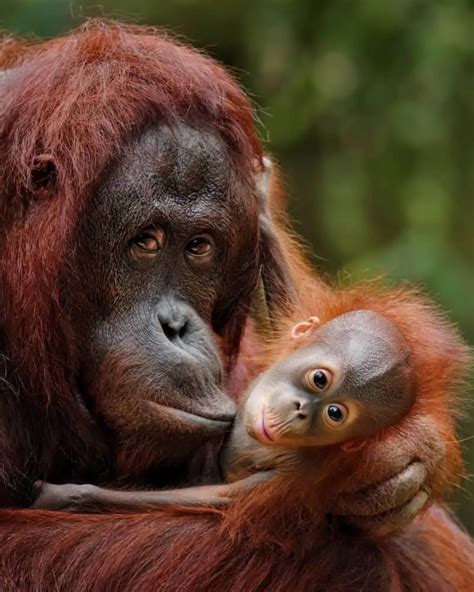 10 Adorable Baby Orangutan Facts That Will Surprise You