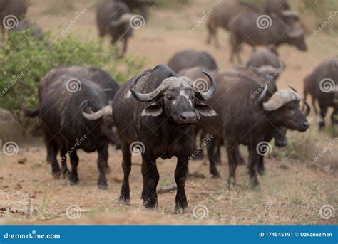 Cape buffalo herd stock image. Image of mammal, nature - 174545191