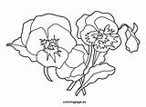 Pansy Flower coloring  Coloring Page sketch template