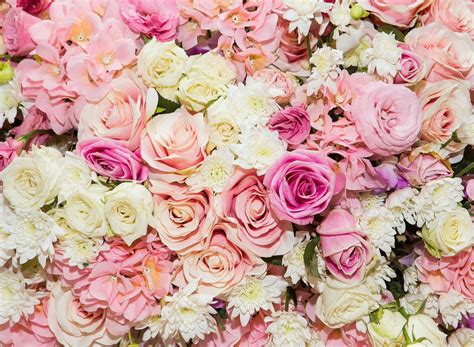 Pastel Rose Flower Wallpapers - Top Free Pastel Rose Flower Backgrounds ...