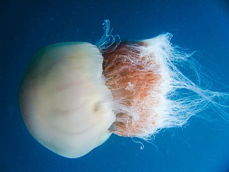 Nomura's Jellyfish