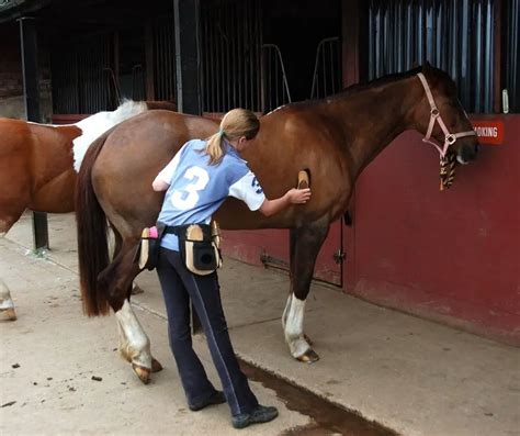 Horse Show Grooming? - Horse Meta