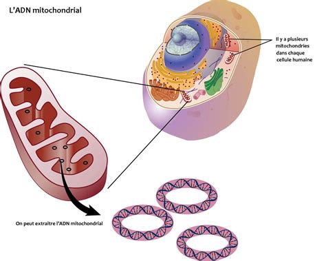 Test de l'ADN mitochondrial pour vérifier sa maternité biologique