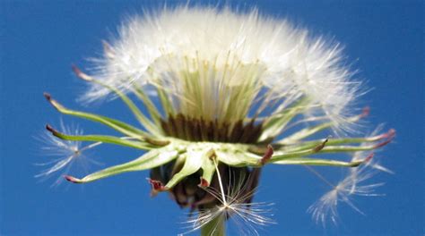 Dandelion Time Lapse - from flower to seed head [VIDEO] | Dawn Productions