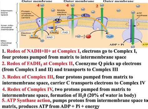 Pin by Sarah North on Biochem | Electron transport chain, Biochemistry ...