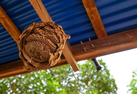 Expert insights on how to remove hornets nest