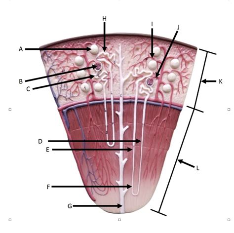 renal pyramid Diagram | Quizlet