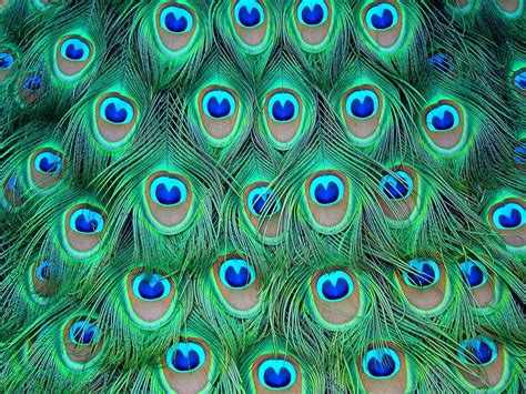 1920x1080px, 1080P Free download | Get Inspired For Mor Pankh Peacock ...