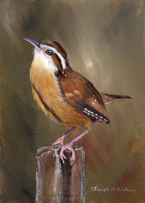 Original Bird Painting - Art - Wren - SFA - Wildlife - 5 x 7 inches ...