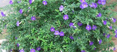 THUNBERGIA ERECTA - Garden Diary