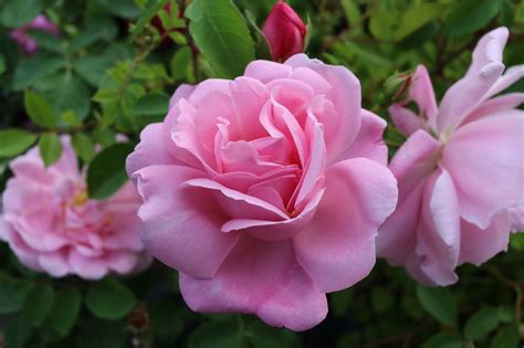 11 Best Climbing Roses For Shade - SONG OF ROSES