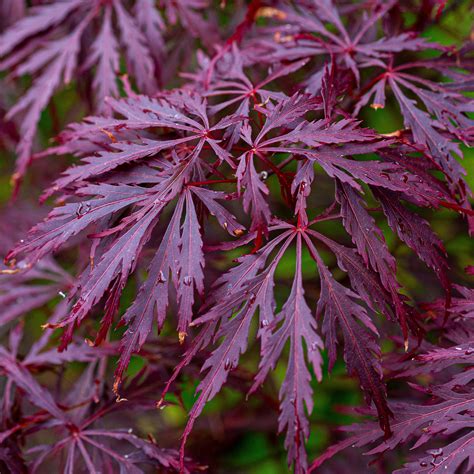 Acer palmatum dissectum 'Garnet' | Japanese Maple Deciduous Garden Tree ...