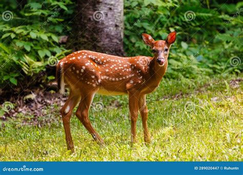 White-tailed deer fawn stock image. Image of spring - 289020447