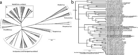 Phylogeny of the Paramyxoviridae. (a) A global phylogeny of 218 partial... | Download Scientific ...