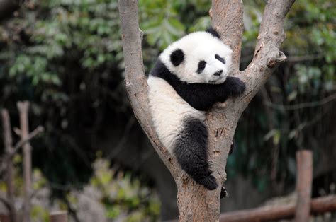 Category: Animal | Panda background, Baby panda, Panda