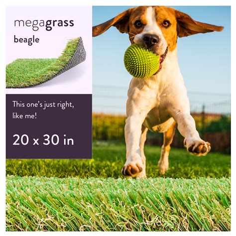 MegaGrass Beagle 20 x 30 in Artificial Grass for Medium Pet Dog Potty Indoor/Outoor Area Rug ...