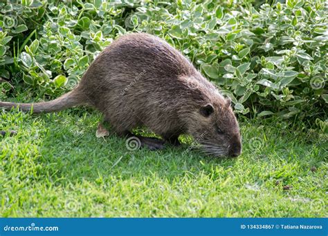 Water rat at the zoo stock image. Image of plant, argentina - 134334867